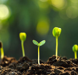 compostseedling