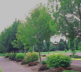 raywood