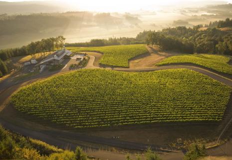 Penner_Ash_Wine_Cellars_Estate_Vineyard_Andrea_Johnson_Photography_f0228d4e-f929-41c2-a264-5d65235cc29b